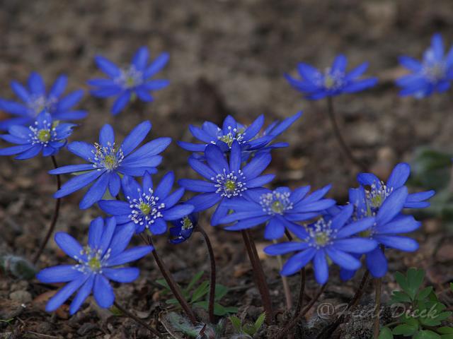 Hepatica Supernova.JPG